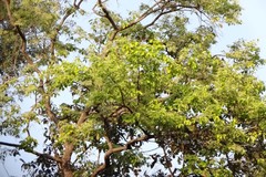 Shorea robusta